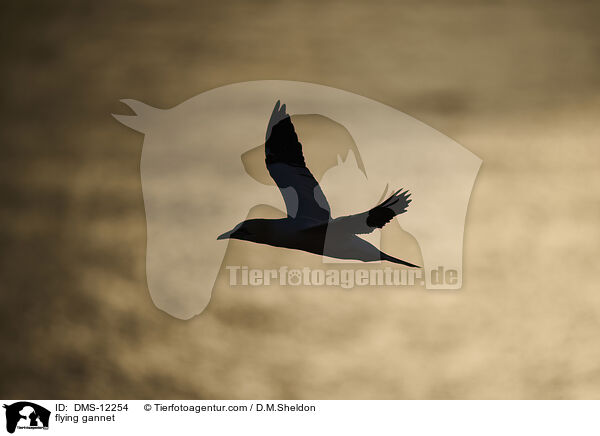 fliegender Basstlpel / flying gannet / DMS-12254