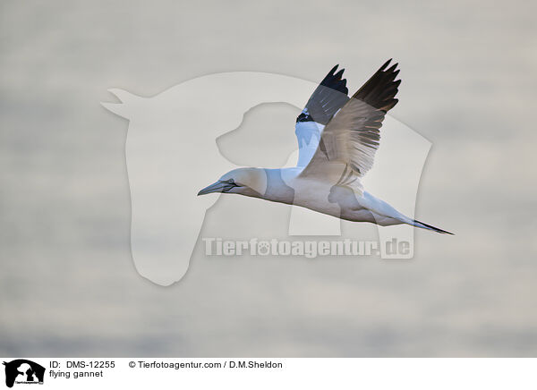 flying gannet / DMS-12255