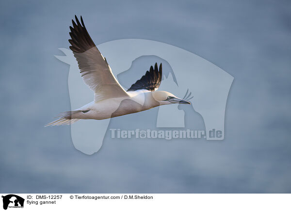 fliegender Basstlpel / flying gannet / DMS-12257