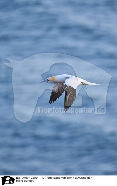 fliegender Basstlpel / flying gannet / DMS-12259