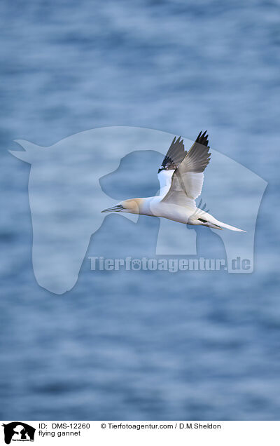 fliegender Basstlpel / flying gannet / DMS-12260