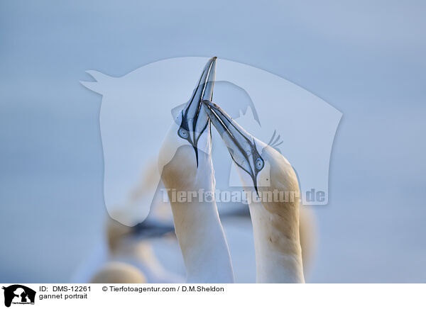 Basstlpel Portrait / gannet portrait / DMS-12261
