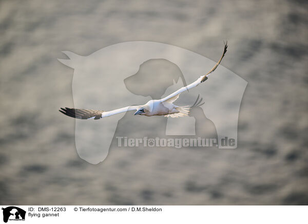 fliegender Basstlpel / flying gannet / DMS-12263