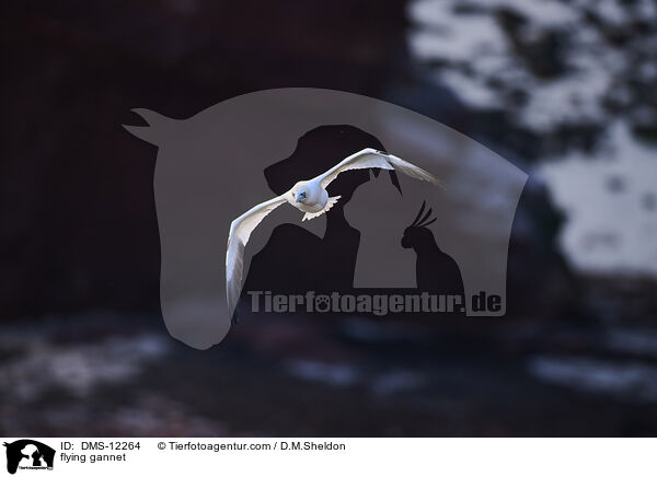 fliegender Basstlpel / flying gannet / DMS-12264