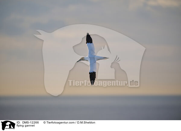 fliegender Basstlpel / flying gannet / DMS-12266