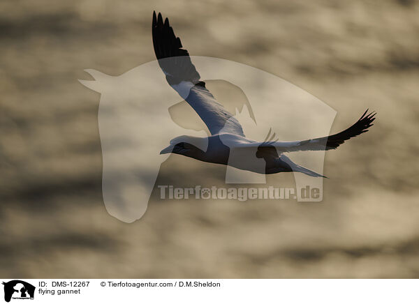 fliegender Basstlpel / flying gannet / DMS-12267