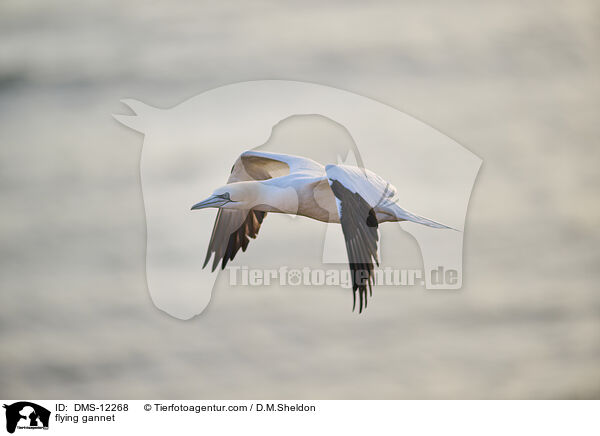 fliegender Basstlpel / flying gannet / DMS-12268