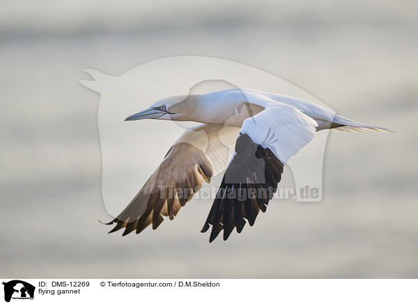 fliegender Basstlpel / flying gannet / DMS-12269