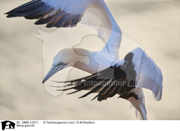 fliegender Basstlpel / flying gannet / DMS-12271