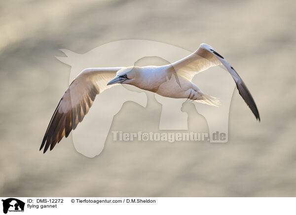 flying gannet / DMS-12272