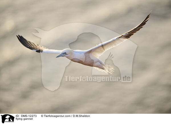 fliegender Basstlpel / flying gannet / DMS-12273