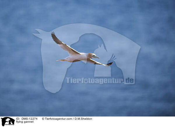 fliegender Basstlpel / flying gannet / DMS-12274