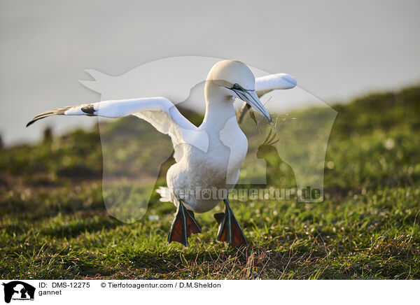 Basstlpel / gannet / DMS-12275