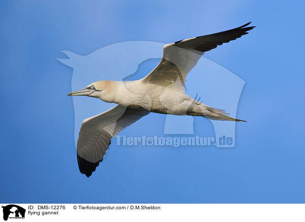 fliegender Basstlpel / flying gannet / DMS-12276
