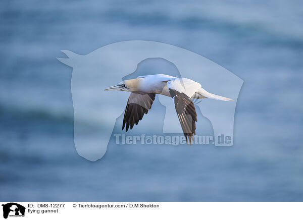 fliegender Basstlpel / flying gannet / DMS-12277