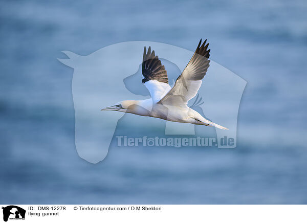 fliegender Basstlpel / flying gannet / DMS-12278