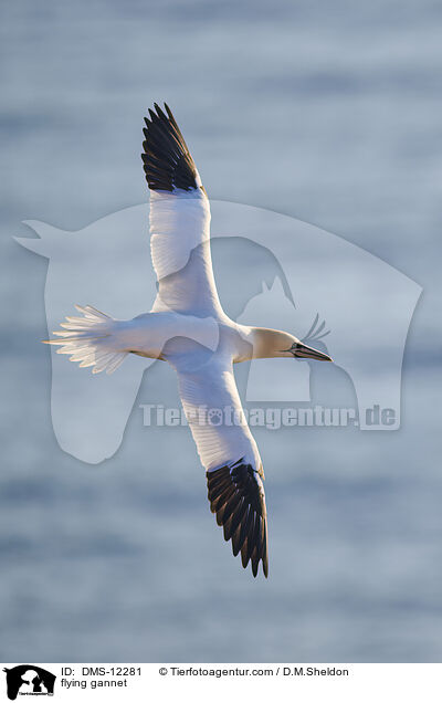 fliegender Basstlpel / flying gannet / DMS-12281