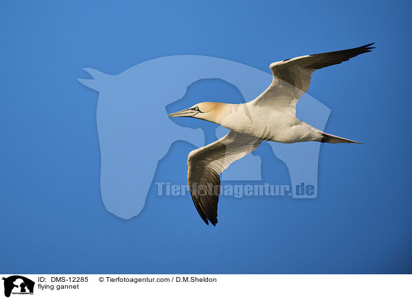 fliegender Basstlpel / flying gannet / DMS-12285