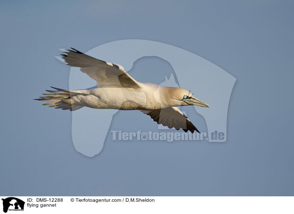 fliegender Basstlpel / flying gannet / DMS-12288