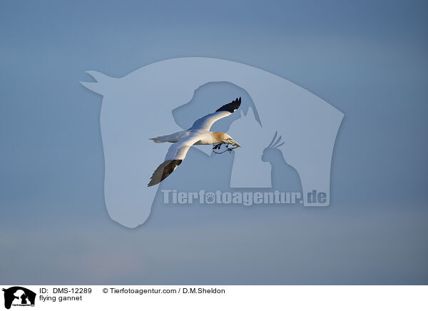 fliegender Basstlpel / flying gannet / DMS-12289
