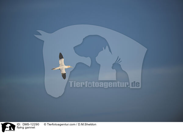 fliegender Basstlpel / flying gannet / DMS-12290