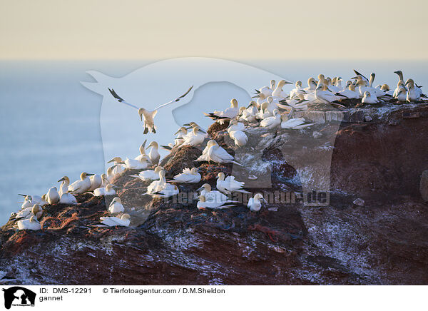 Basstlpel / gannet / DMS-12291