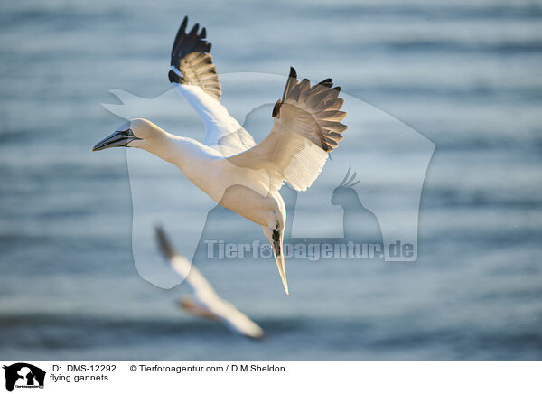 fliegende Basstlpel / flying gannets / DMS-12292