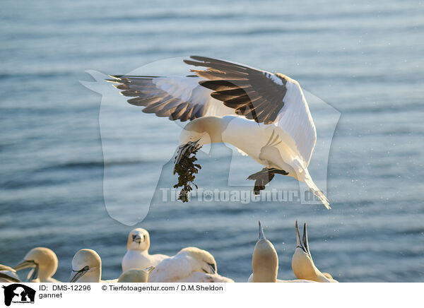 Basstlpel / gannet / DMS-12296