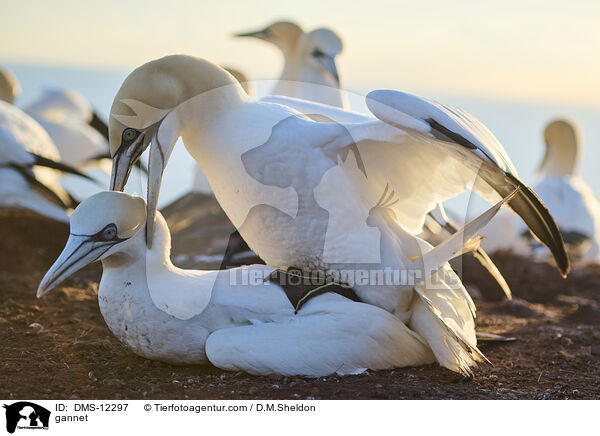 Basstlpel / gannet / DMS-12297