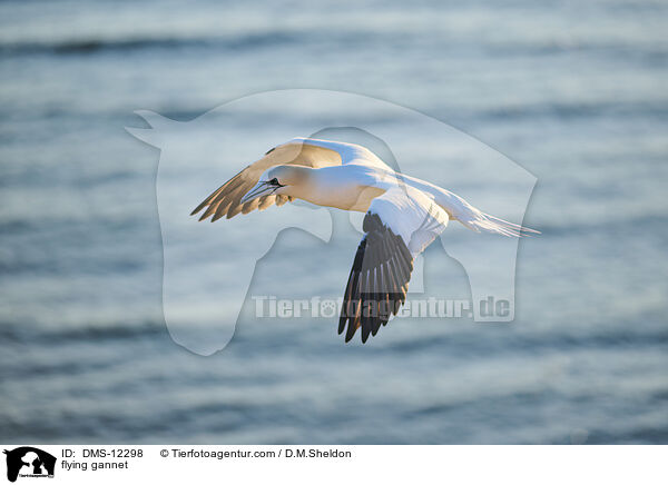 fliegender Basstlpel / flying gannet / DMS-12298
