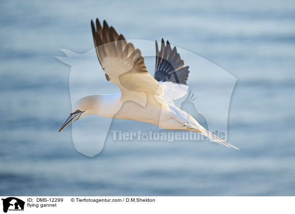 fliegender Basstlpel / flying gannet / DMS-12299