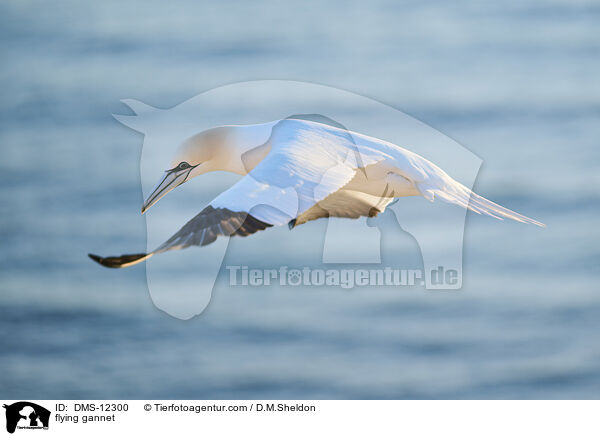 fliegender Basstlpel / flying gannet / DMS-12300