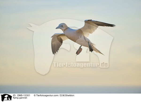 fliegender Basstlpel / flying gannet / DMS-12301