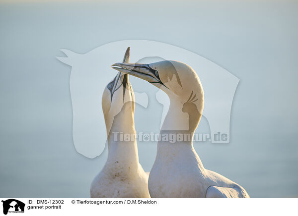 Basstlpel Portrait / gannet portrait / DMS-12302