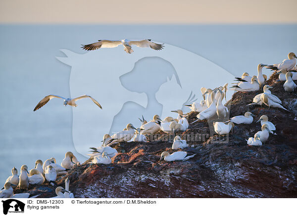 fliegende Basstlpel / flying gannets / DMS-12303