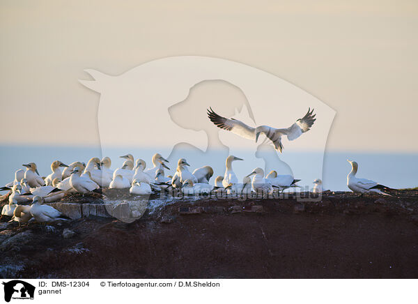 Basstlpel / gannet / DMS-12304