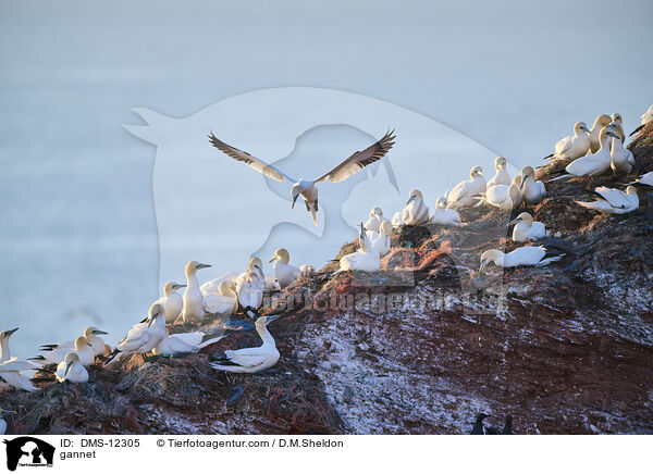 Basstlpel / gannet / DMS-12305