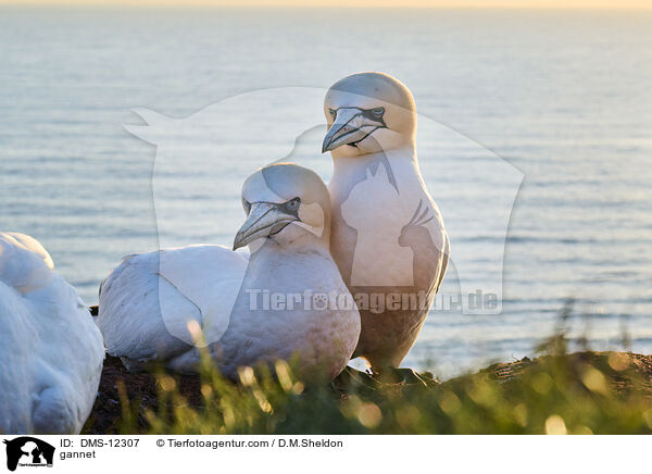 Basstlpel / gannet / DMS-12307