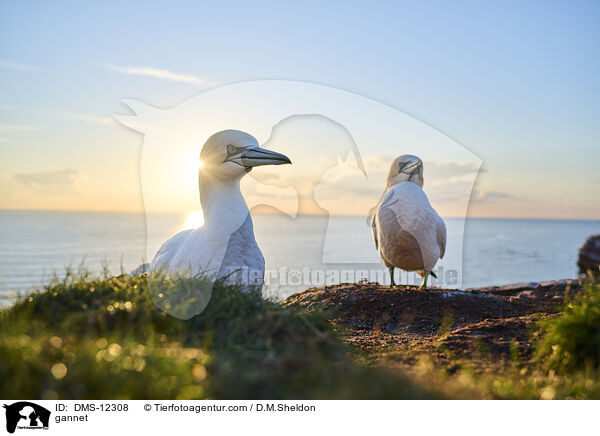 Basstlpel / gannet / DMS-12308