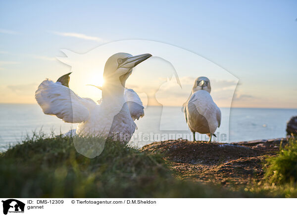 Basstlpel / gannet / DMS-12309