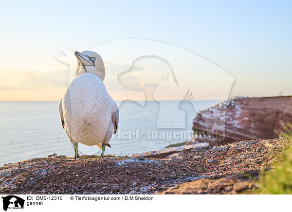Basstlpel / gannet / DMS-12310