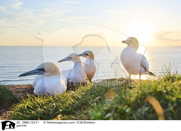 Basstlpel / gannet / DMS-12311
