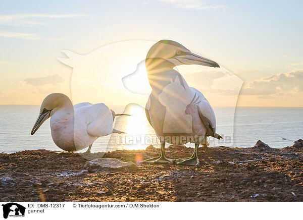 Basstlpel / gannet / DMS-12317
