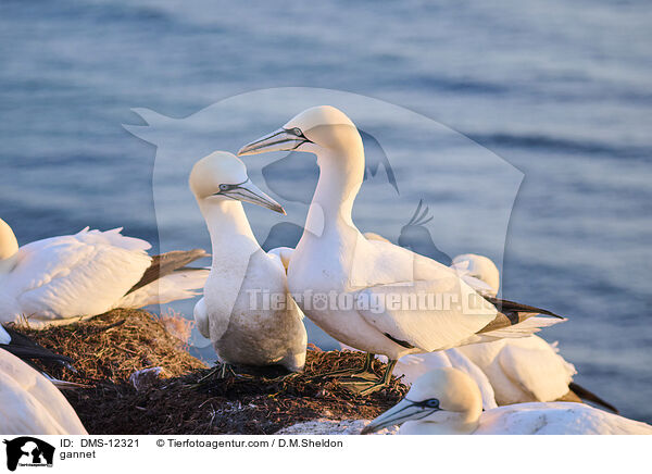 Basstlpel / gannet / DMS-12321