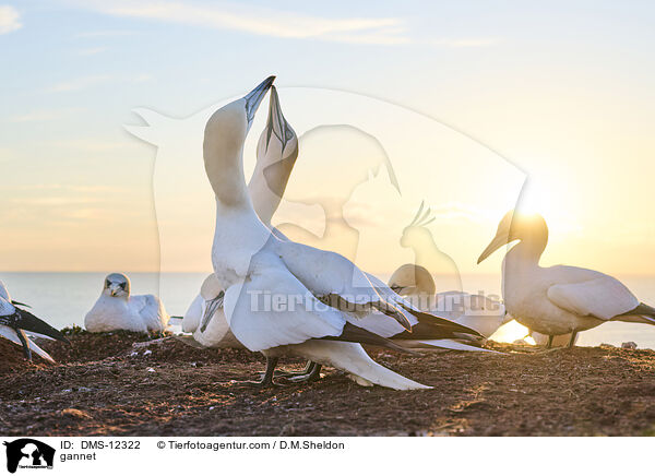 Basstlpel / gannet / DMS-12322