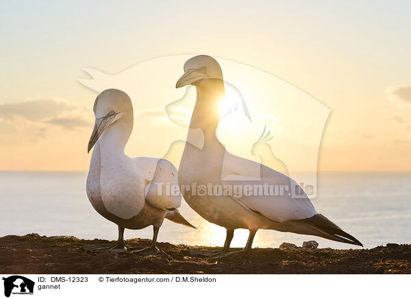 Basstlpel / gannet / DMS-12323