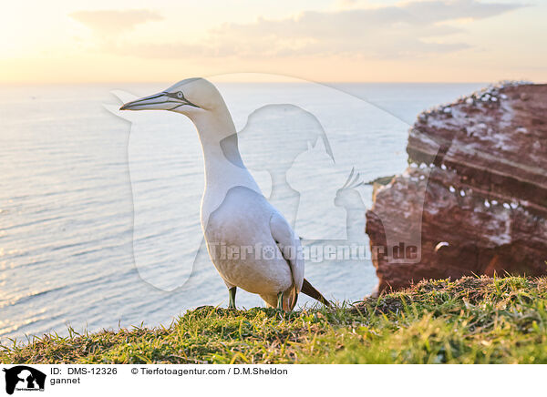 Basstlpel / gannet / DMS-12326