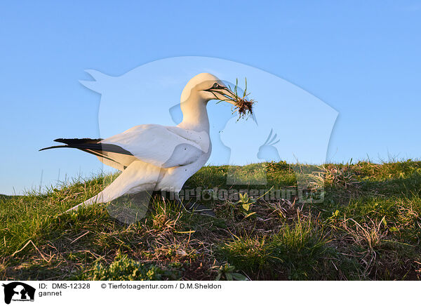 Basstlpel / gannet / DMS-12328