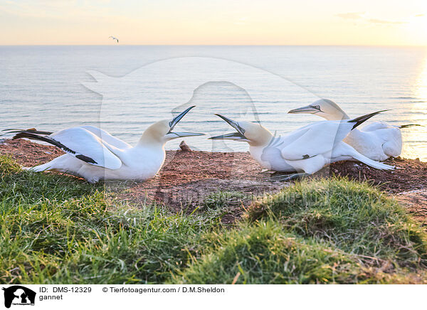 Basstlpel / gannet / DMS-12329