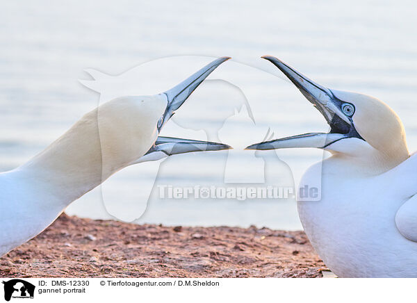 Basstlpel Portrait / gannet portrait / DMS-12330